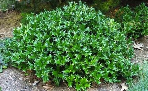 Dwarf Chinese Holly Creating A Book, Deer Proof Plants, Holly Shrub, Holly Bush, Outdoor Gazebo, Holly Tree, Bob Vila, Front Yard Garden, House Landscape