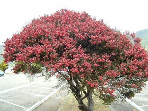 Full size picture of New Zealand Tea Tree, New Zealand Tea Bush, Manuka (Leptospermum scoparium) Manuka Tree, Yard Project, Front Yard Garden, Beautiful Backyards, Landscaping Plants, Small Trees, Beautiful Tree, Tea Tree, Nature Beauty