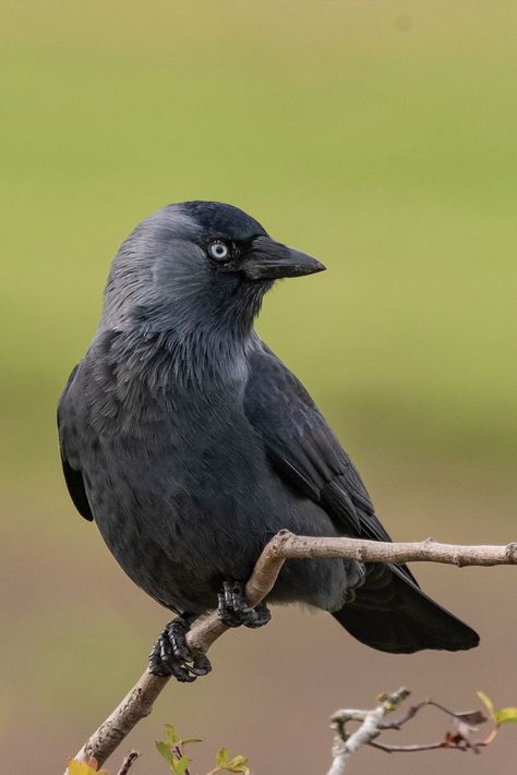 Discover the Jackdaw, a highly social and intelligent member of the crow family. Learn about its complex social structure, diet, and fascinating behaviours in our engaging guide. Pale Eyes, Crow Family, Raven Pictures, Social Structure, Bird Facts, Bird Tables, Animal Spirit Guides, Western Asia, Jackdaw