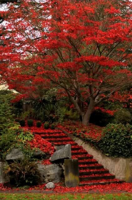 My World (@myworld2121) | Twitter Autumn Tree, Autumn Scenes, Red Tree, Red Leaves, Autumn Scenery, Autumn Beauty, Fall Pictures, Lombok, Autumn Trees