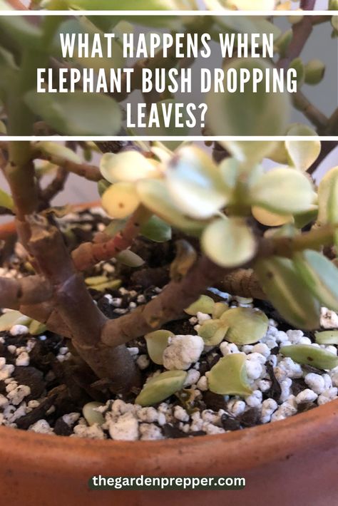 elephant bush dropping leaves Elephant Bush Succulent, Elephant Bush, Moving Plants, Elephant Plant, Bush Garden, Bush Plant, Cactus Types, Trailing Plants, New Roots