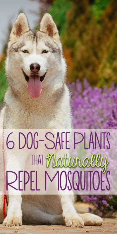 Plants Backyard, Dog Safe Plants, Mosquito Plants, Dog Yard, Backyard Garden Landscape, Mosquito Repelling Plants, Genius Ideas, Homestead Survival, Enjoy The Sunshine