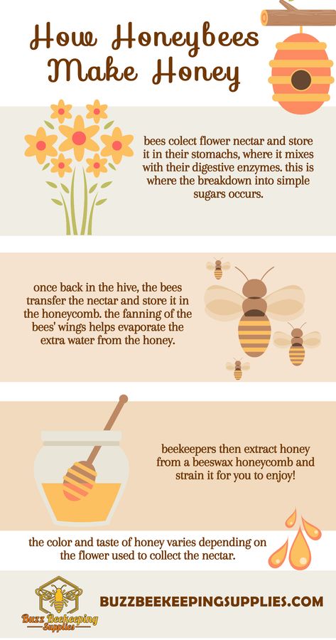 Facts About Honey Bees, Honey Bee Wallpaper, Types Of Honey Bees, How Bees Make Honey, Beginner Beekeeping, Bee Identification, Honey Facts, How To Start Beekeeping, Honey Bee Facts