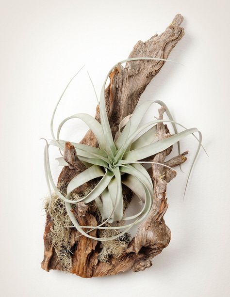 Air Plants Decor, String Garden, Air Plant Display, Tillandsia Air Plant, Air Plant Terrarium, Driftwood Decor, Ornamental Plants, Cactus Y Suculentas, Deco Floral