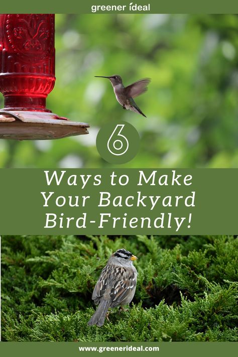 Backyard Bird Habitat Ideas, Bird Habitat Backyard, Bird Oasis Backyard, Bird Friendly Backyard, Bird Area In Backyard, Backyard Habitat, Animal Activities For Kids, Nature Hike, Nature Environment