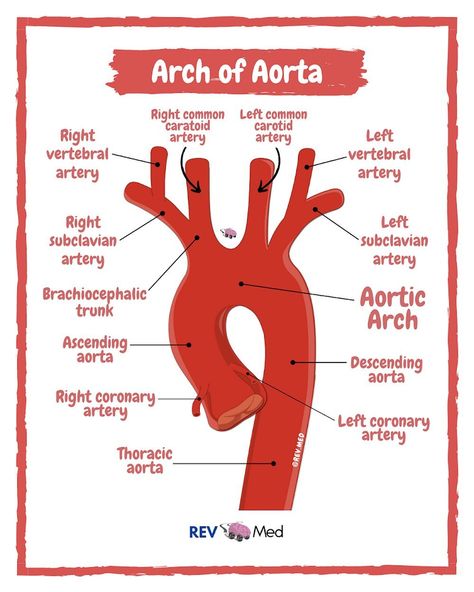 Aortic Arch, Medical Terminology Study, Vertebral Artery, Radiology Student, Nursing School Essential, Anatomy Lessons, Medical School Life, Vet Medicine, Basic Anatomy And Physiology