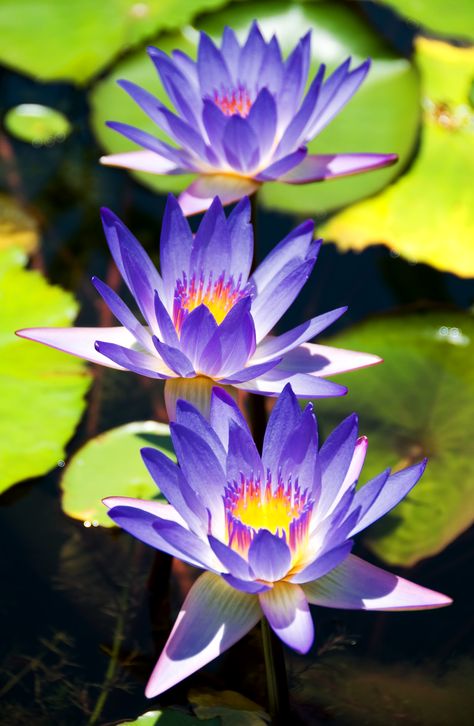 Austin, TX – Three of a Kind « Places 2 Explore                                                                                                                                                                                 More Explore Wallpaper, Nymphaea Caerulea, Lily Pictures, Cherry Blooms, Lily Lotus, Three Flowers, Lily Pond, Lotus Flowers, Aquatic Plants