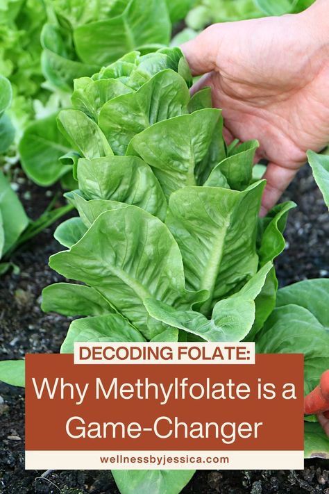 Ever wondered about the forms of folate and which one's best? Methylfolate stands out as the active version, ensuring immediate benefits without the wait. Its unique "methyl" tag acts as a free pass into cells, setting it apart from folic acid. Learn how genes play a role and why this matters for you! #MethylfolateMagic #VitaminB9Uncovered #PregnancyEssentials Folate Benefits, Early Stages Of Pregnancy, Healthy Book, Vitamin B9, Spina Bifida, Fertility Health, Get Pregnant Fast, Pregnancy Essentials, Ketogenic Diet Plan