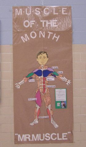 Muscle of the Month with Pe Worksheets, Physed Games, Pe Classroom, Physical Education Bulletin Boards, Pe Bulletin Boards, Health Bulletin Boards, Coaching Career, Elementary Physical Education, Elementary Pe