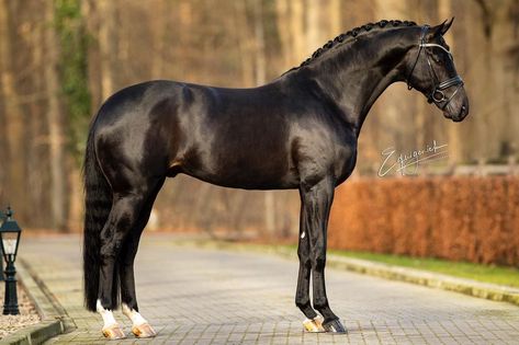 Equigeniek on Instagram: “This horse is so impressive, the beautiful Fontaine TN ( Finest X Samarant ) 🖤 #equigeniek #equigeniekpaardenfotografie #dressage #dressyr…” Dutch Warmblood Horse, Black Warmblood, Dutch Warmblood, Warmblood Horses, Horse Black, Beautiful Horse Pictures, Horse Aesthetic, Black Horses, Most Beautiful Horses