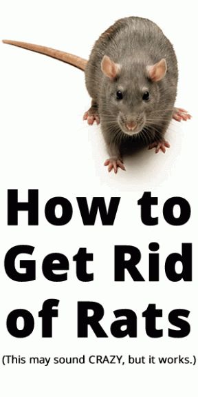 Get rid of rat problems Rat Image, Get Rid Of Rats, Killing Rats, Rat Repellent, Getting Rid Of Rats, Rat Control, Get Rid Of Spiders, Rat Poison, Rodent Repellent