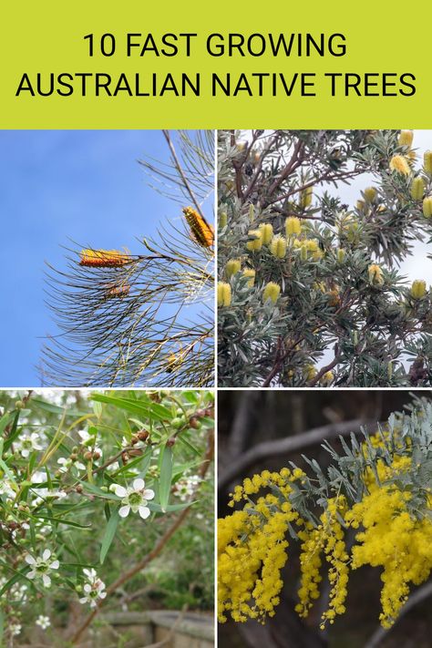 Discover 10 fast-growing Australian native trees that can add beauty and biodiversity to your outdoor space. These trees are generally low maintenance and can thrive in various garden settings while attracting local wildlife. From the stunning Grevillea ‘Honey Gem' to the vibrant Cootamundra Wattle, you'll find plenty of options to choose from. Explore our detailed guide to learn about their care requirements, what makes each tree special, and how they contribute to the Australian ecosystem. Read the full article for insights on enhancing your garden with native plants. Low Maintenance Garden Australian, Climbing Plants Fence, Fast Growing Evergreens, Australian Trees, Australian Native Garden, Soil Types, Ultimate Backyard, Native Plant Gardening, Full Sun Plants