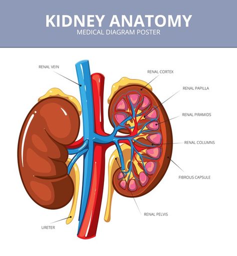 Kidney medical vector diagram poster. in... | Free Vector #Freepik #freevector #infographic #education #medical #health Kidney Anatomy, Human Kidney, Anatomy Organs, Kidney Recipes, Renal Diet, Kidney Damage, Kidney Cleanse, Diagram Design, Kidney Health