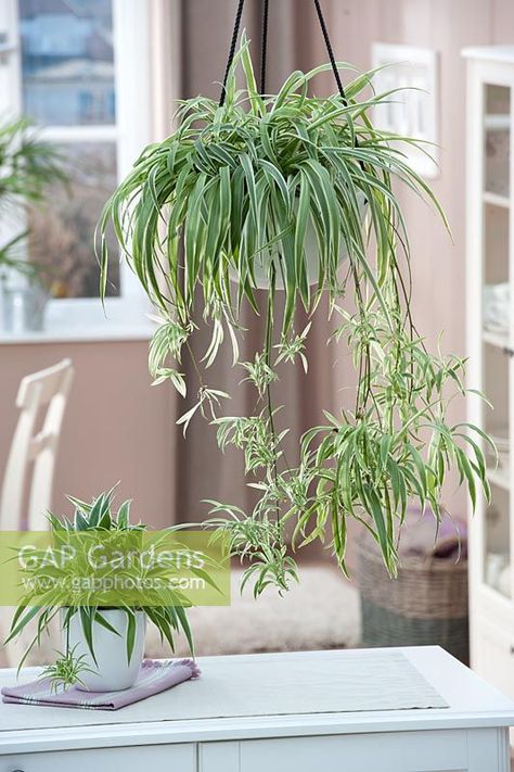 Chlorophytum comosum - Plante araignée dans un panier suspendu Spider Plant Hanging, Hanging Spider Plant, Hanging Houseplants, Chlorophytum Comosum, Plant Hanging, Spider Plant, Hanging Plants Indoor, Variegated Plants, Plant Photography