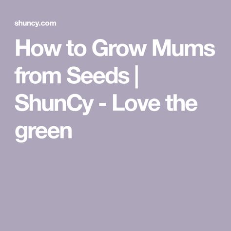 How to Grow Mums from Seeds | ShunCy - Love the green How To Grow Mums To Sell, Growing Mums From Seed, Saving Mum Seeds, How To Take Care Of Mums, How To Save Seeds For Next Year, Growing Moonflower From Seed, Mum Seeds, Planting Mums, Garden Mum