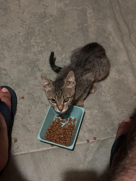 I have been feeding this stray kitten for 10 days now its coming that close but doesnt let me touch it. How old does it seem to you and whats the next step to take care of this guy.thanks!!! Feeding Stray Cats, Stray Kitten, Its Coming, Stray Cats, Feline Animals, Pets Funny, Stray Cat, How Old, Next Step