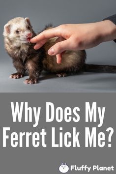 Ferret Diy, Ferret Tattoo, Ferrets Care, Ferret Toys, Red Panda Cute, Baby Ferrets, Funny Ferrets, Ferret Cage, A Ferret