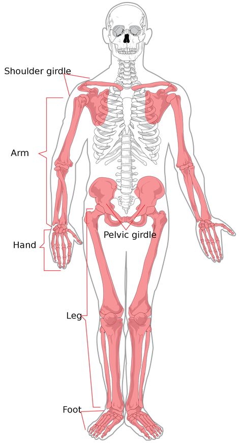 Appendicular skeleton - Wikipedia Medical Vocabulary, Appendicular Skeleton, Thoracic Cage, Radius And Ulna, Axial Skeleton, Human Skeletal System, Thoracic Vertebrae, Pelvic Girdle, Facial Bones