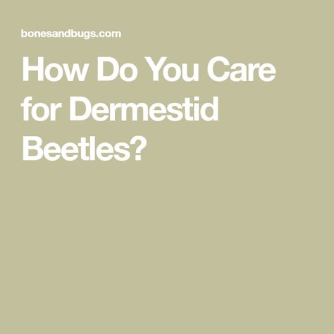 How Do You Care for Dermestid Beetles? Flesh Eating Beetles, Dermestid Beetles, Beetle Larvae, Bug Taxidermy, Light Food, Bone Art, Black Carpet, Food Source, Beetles