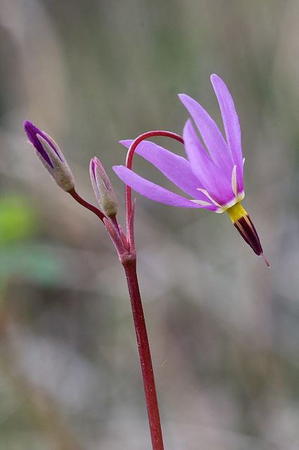 Saline shooting star-Dodecatheone pulchellum Shooting Star Flower, Fairy Garden Flowers, Unique Small Tattoo, Not Well, Small Tattoos Simple, Gorgeous Tattoos, Cactus Flowers, Parts Of A Plant, Flower Coloring Pages