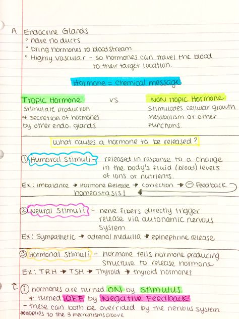 Endocrine Glands Notes, Adrenal Glands Endocrine System, Endocrine System Notes, Hormones Nursing, Endocrine System Activities, Physiology Flashcards, Study Diagrams, Medical Interpreter, Animal Physiology