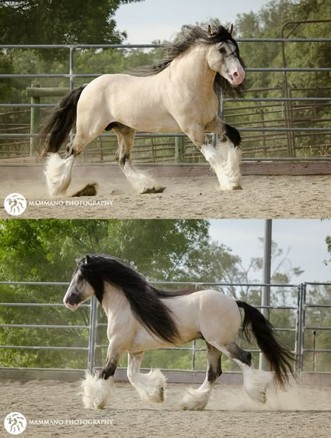 Buttermilk Buckskin Horse, Romani Vanner Horse, Buttermilk Buckskin, Pictures Of Horses, Buckskin Horses, Vanner Horse, Horse Rodeo, Buckskin Horse, Big Horses