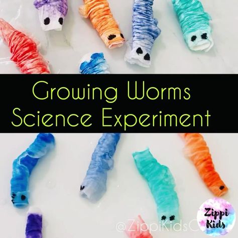 Caterpillar Science Activity for kids! 🐞🐛🦟 A magical science experiment about growing caterpillars! 🫶👍🏻❤️ | By Zippi Kids Corner Worm Theme Preschool, Worms Activity Preschool, Worm Crafts Preschool, Insect Activities For Toddlers, Growing Worms, Worm Science, Experiment For Preschoolers, Worms Preschool, Toddler Spring Activities