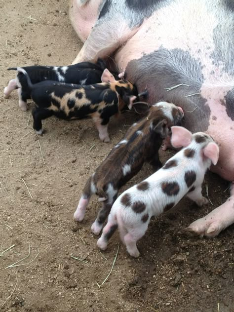 A litter at olde reminisce farms! Farm Pigs, Kune Kune Pigs, Baby Piggy, Pig Breeds, Pet Pig, Teacup Pigs, Pig Farm, Cute Piglets