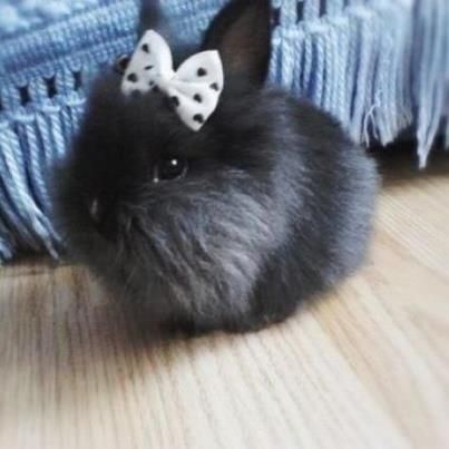 Little Black Bunny Mini Bunny, Black Rabbit, Söt Katt, Bunny Bunny, Bunny Pictures, Baby Bunnies, Cute Animal Pictures, Angkor