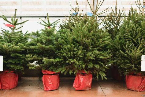 How To Care for a Living Christmas Tree Living Christmas Tree, Small Led Lights, Live Christmas Trees, Christmas Is Over, Mother Earth News, Real Christmas Tree, How To Attract Birds, Tree Care, Growing Seeds