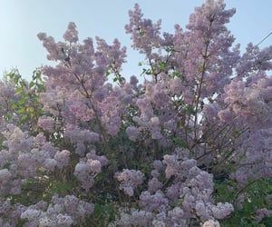 Colors Pastel, Lavender Aesthetic, Aesthetic Flowers, Aesthetic Nature, No Rain, Flower Therapy, Lilac Flowers, Japanese Aesthetic, Spring Aesthetic