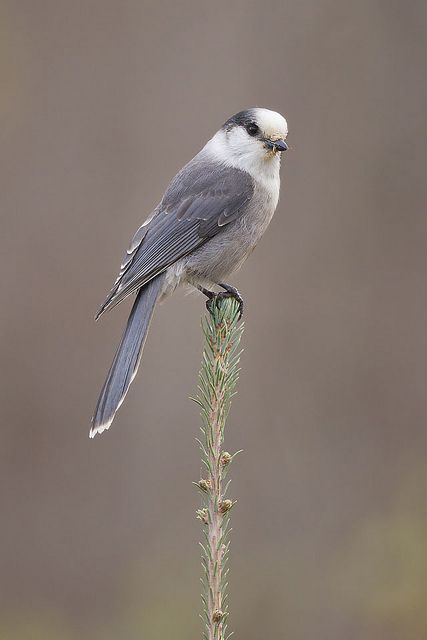 Gray Jay (Perisoreus canadensis)Tree-top Whiskey Jack | by Jeff Dyck Gray Jay Bird, Whiskey Jack Bird, Canadian Birds, Canada Jay, Grey Jay, Learning Watercolor, Gray Jay, World Birds, Boreal Forest