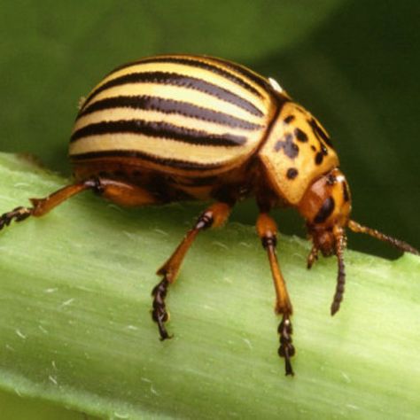 Potato Beetle, Bad Bugs, Flea Beetles, Organic Pesticide, Flea Prevention, Defense Mechanisms, Edible Landscaping, Fine Gardening, Insect Control