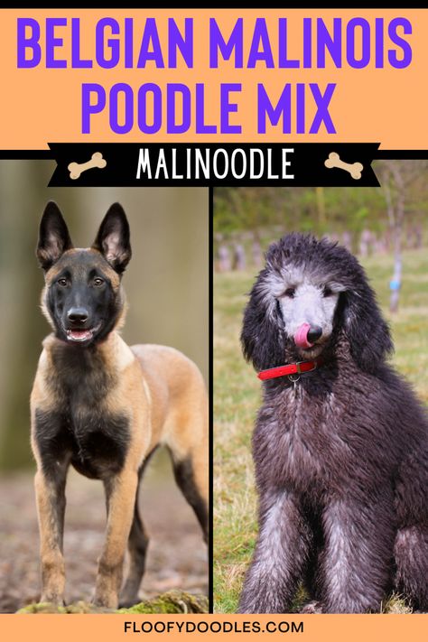 Belgian Malinois next to a standard Poodle. Poodle Cross Breeds, Poodle Mix Breeds, Poodle Mix Dogs, Belgian Sheepdog, Farm Dogs, Obedience Training, Doodle Dog, Miniature Poodle, Poodle Mix