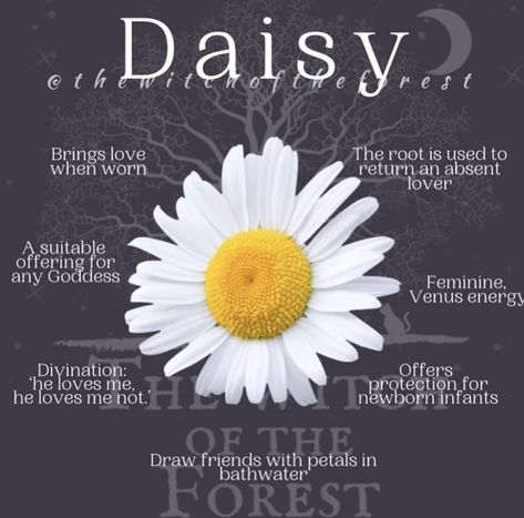 Daisy Witchcraft, Goddess Witch, Magickal Herbs, Easy Spells, Witch Stuff, Magic Herbs, Eclectic Witch, Witch Spell Book, Wicca Witchcraft