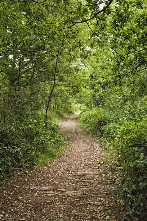 Pathway In Forest, Pathway In The Woods, Cutsie Wallpapers, Forest Pathways, Mike Aesthetic, Tree Pathway, Journey Images, Woodland Paths, Forest Running