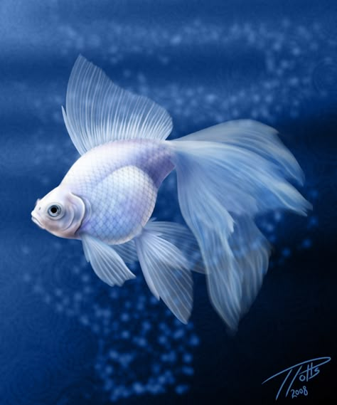 Virtual Aquarium, White Goldfish, Fantail Goldfish, Goldfish Art, Koi Art, Carpe Koi, Soyut Sanat Tabloları, Fish Drawings, Exotic Fish