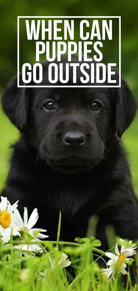 When Can Puppies Go Outside: Is It Safe To Take Your Puppy Out Yet? Puppy 101, Puppy Time, Dog Minding, Easiest Dogs To Train, Dog Behavior Problems, Dog Brain, Puppy Training Tips, 16 Weeks, Aggressive Dog