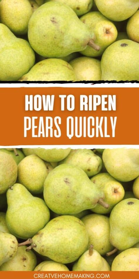 How To Ripen Pears Quickly, How To Ripen Pears, Red Pears, Pear Varieties, Dried Pears, Ripe Pears, Canned Pears, Bartlett Pears, Fruit And Vegetable Storage