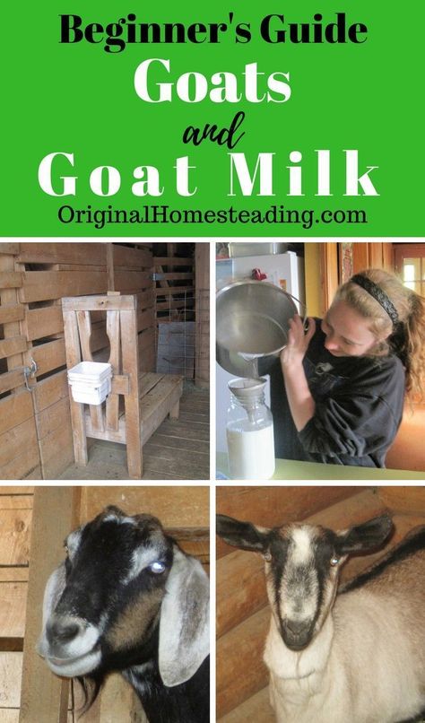 Best Goat Breeds For Milk, Owning Goats For Beginners, Milk Goats For Beginners, Dairy Goats For Beginners, Mineral Buffet For Goats, Goat Pen Ideas, Goats For Milk, Goat Keeping, Milking Goats