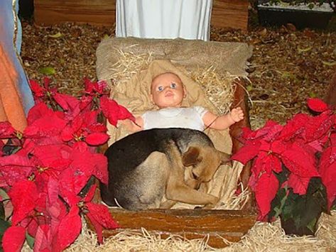 puppy-in-a-manger-3 Puppy Find, Homeless Dogs, Love My Dog, Baby Jesus, Nativity Scene, To Sleep, I Love Dogs, Beautiful Creatures, The Dog