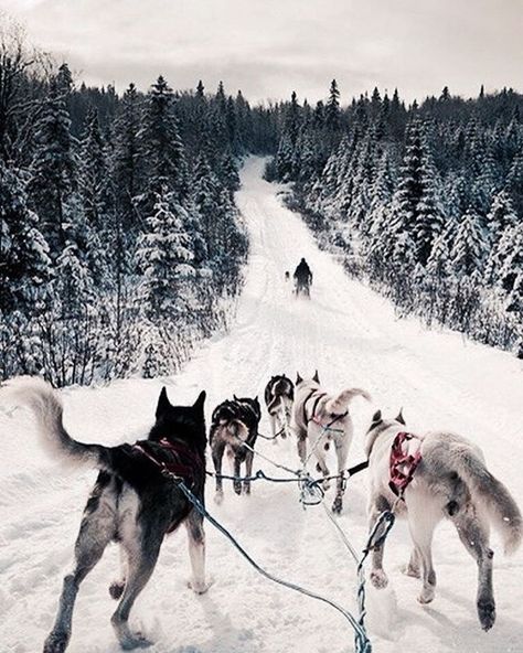 Another Day in AK... Photo By  @d_a_i_l_y_m_o_o_d  #ilovealaskafans #alaskalife #alaska #dogsled #dogsledding #mushing #adventure #dogs #ilovedogs #dogteam #frostedtrees #winterwonderland Dog Mushing, Husky Training, Huskies Sled, Dog Sled, Sled Dogs, Sled Dog, Model Reference, Winter Inspo, Awesome Animals