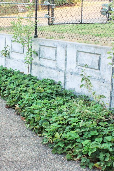 Strawberry Planter, Strawberry Beds, Frugal Gardening, Canned Strawberries, Berry Patch, Homesteading Ideas, Strawberry Planters, Lake Garden, Strawberry Garden