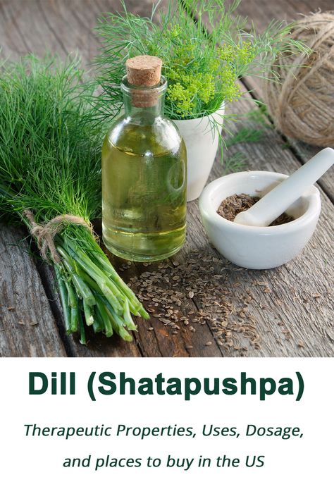 shatapushpa herb and oil Dill Herb, Ayurvedic Herbs, Healthy Digestion, Medicinal Plants, Side Effects, Ayurveda, Health Benefits, Cucumber, Medicine