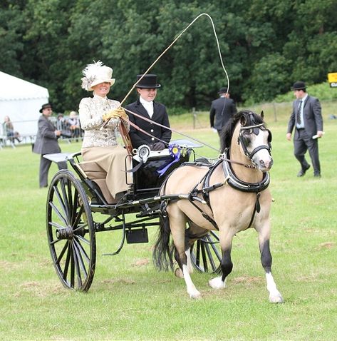 Carriage Driving Attire, Christmas Carriage, Horse Driving, Driving Horses, Horse Wagon, Carriage Driving, Welsh Pony, Pony Breeds, Horse Harness