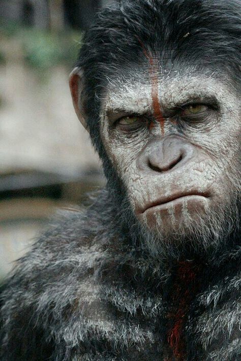 Ceasar - Dawn of The Planet of The Apes Plant Of The Apes, Dawn Of The Planet, Regard Animal, Gorilla Tattoo, Planet Poster, Monkey Art, Motion Capture, Monkeys Funny, Planet Of The Apes