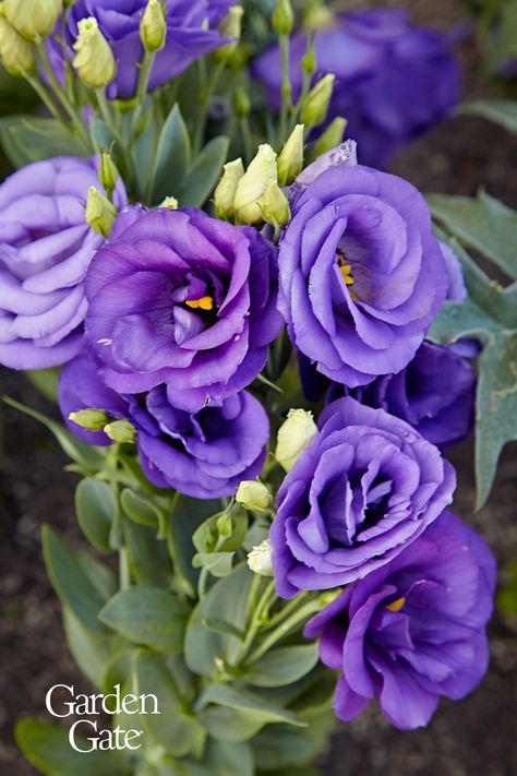 Lisianthus is a beautiful rose-like flower that makes beautiful bouquets - see our tips for growing success #Lisianthus #CutFlowerGarden #Bouquet #FlowerGarden  #GardenGateMagazine Flowers That Look Like Roses, Lisanthius Flowers, Perrenials For Shaded Areas, Devi Priya, Beauty And The Beast Flower, Seed Flowers, Lisianthus Bouquet, Lisianthus Flower, Purple Lisianthus