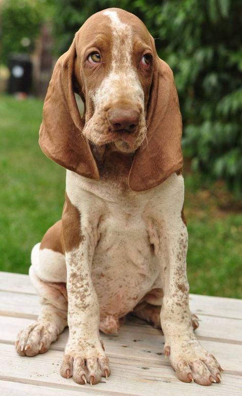 The Bracco Italiano has been called the oldest European pointer, and its history reaches back to the fourth or fifth century BC.  Italian Bracke Dog Puppy Hound Photography Hound Dog Breeds, Aggressive Dog, Hound Dog, Hunting Dogs, Dog Behavior, Dog Puppy, Dog Photos, Beautiful Dogs, 귀여운 동물