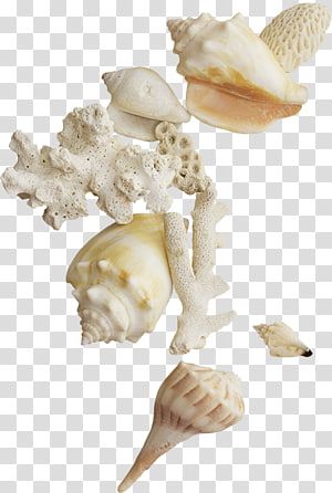 Starfish Png Aesthetic, Shell Png Aesthetic, Seashell Transparent Png, Transparent Icons Aesthetic, Seashell Png, Shell Png, Scalloped Oysters, Seashell Illustration, Nautical Background