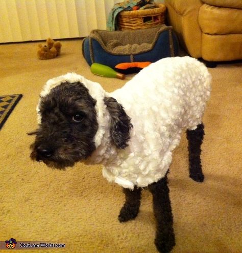 Little Lost Sheep - Halloween Costume Contest via @costumeworks Standard Poodle Teddy Bear, Baby Sheep Costume, Diy Sheep Costume, Poodle Teddy Bear Cut, Guinea Pig Costumes, Sheep Costume, Sheep Costumes, Cute Dog Costumes, Pig Costumes